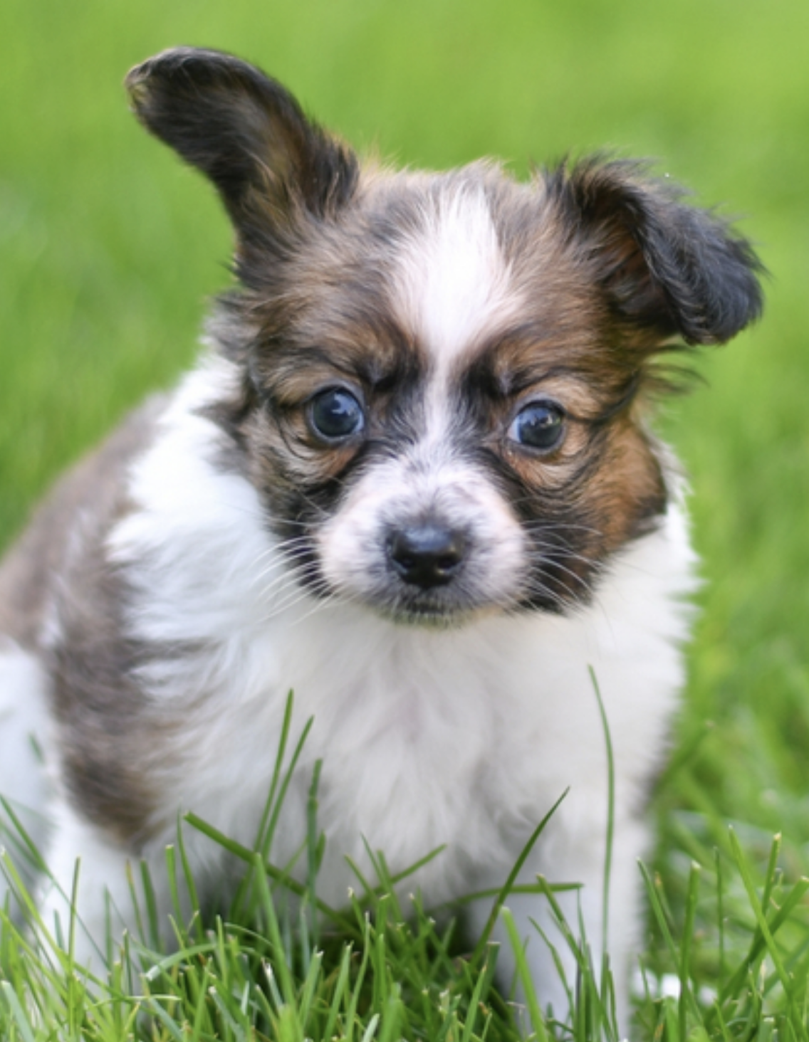 comprar cachorros sanos, baratos y asequibles para la venta